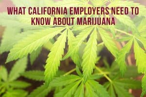 What California Employers Need To Know About Marijuana