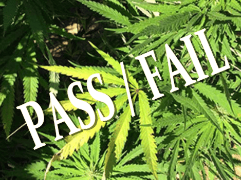 how-to-pass-a-marijuana-drug-test